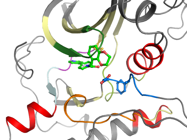 The orthosteric binding pocket