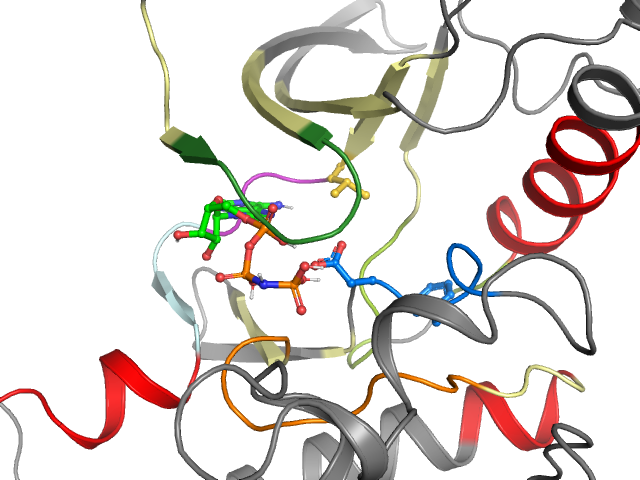 The orthosteric binding pocket
