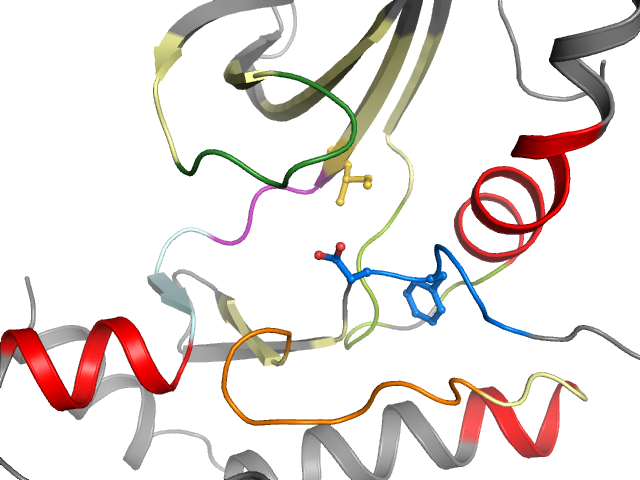 The orthosteric binding pocket