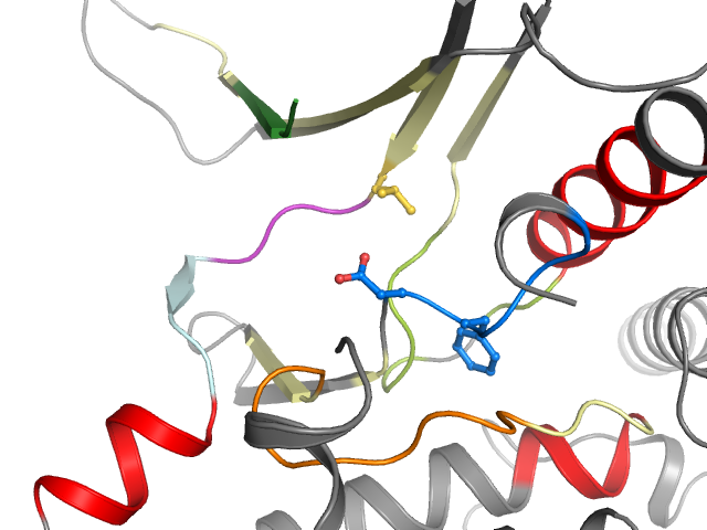 The orthosteric binding pocket