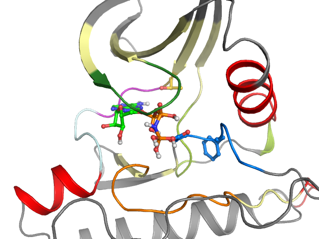 The orthosteric binding pocket