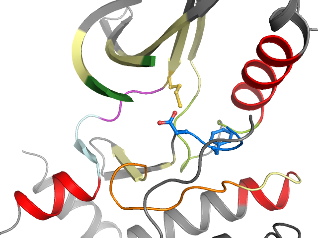 The orthosteric binding pocket