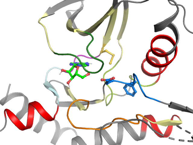 The orthosteric binding pocket