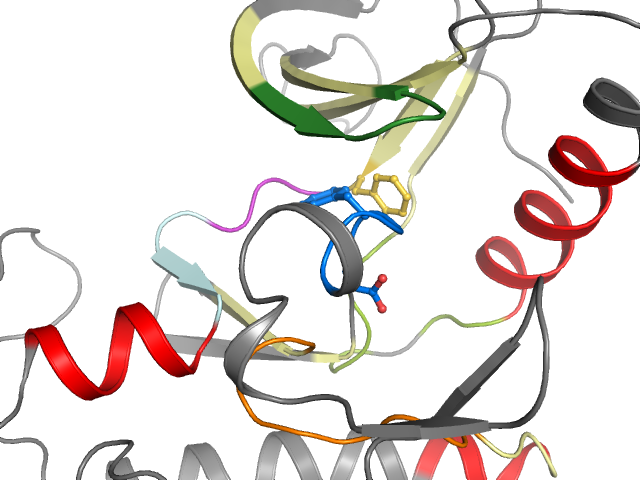 The orthosteric binding pocket