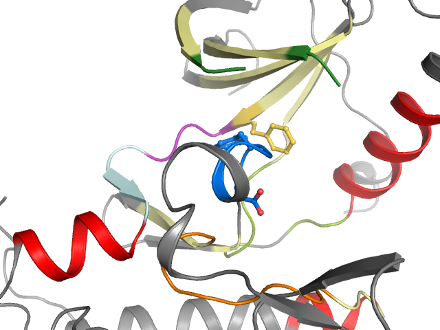 The orthosteric binding pocket
