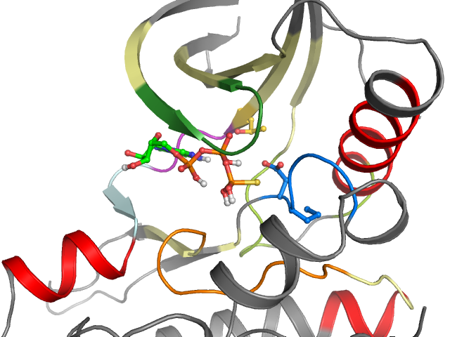 The orthosteric binding pocket