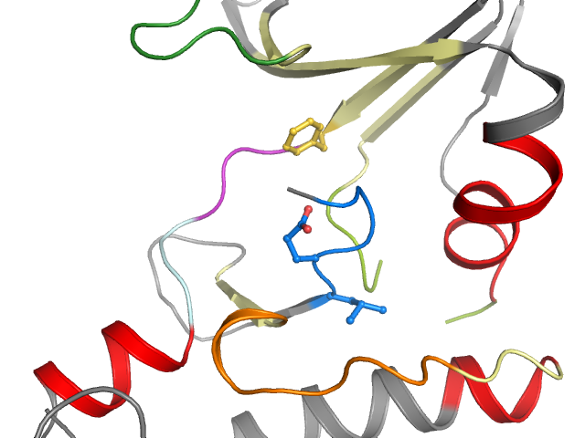 The orthosteric binding pocket