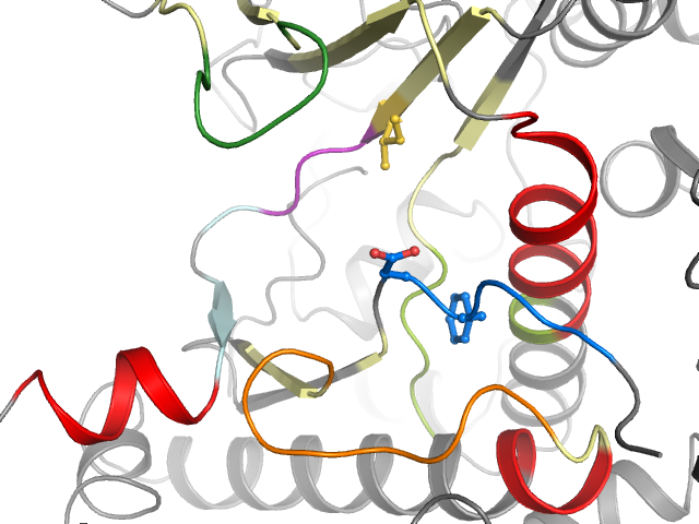 The orthosteric binding pocket