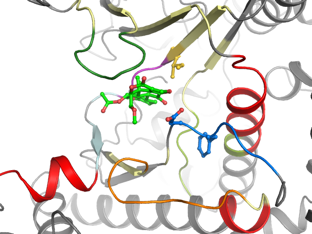 The orthosteric binding pocket