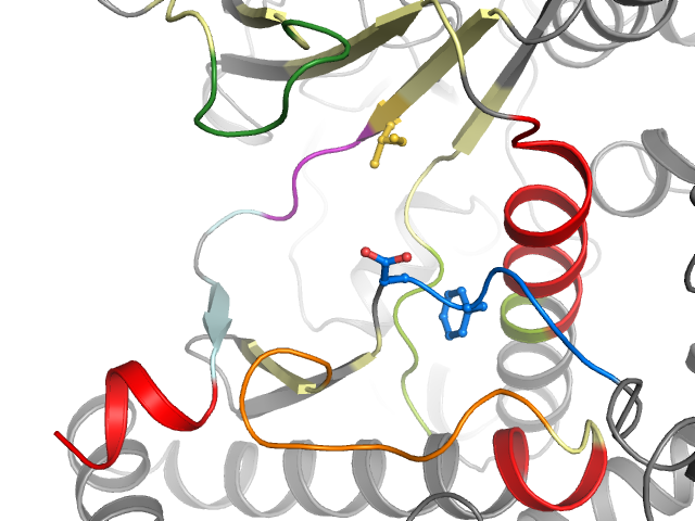 The orthosteric binding pocket