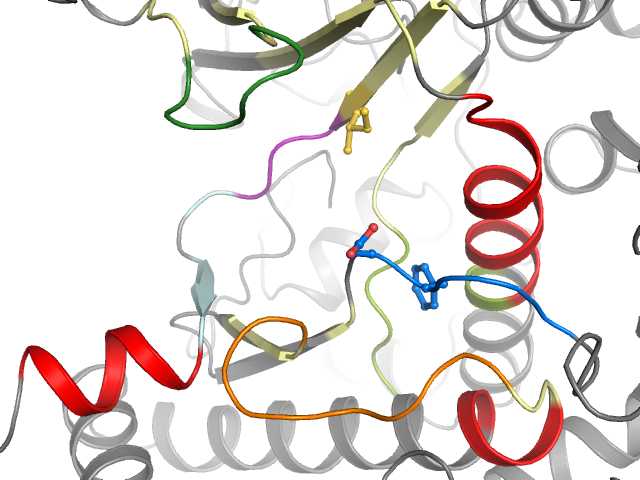 The orthosteric binding pocket