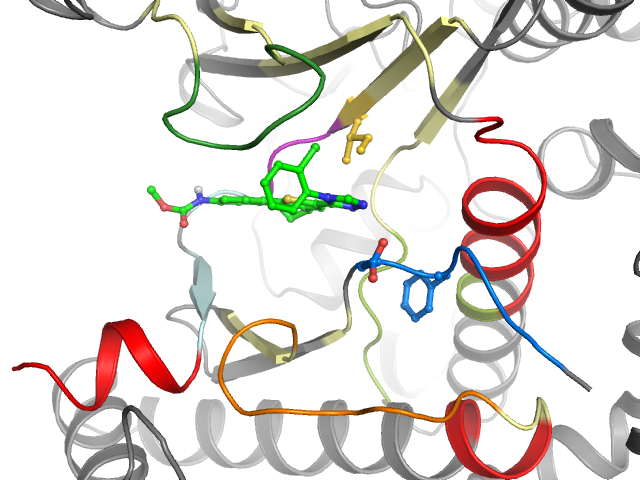 The orthosteric binding pocket