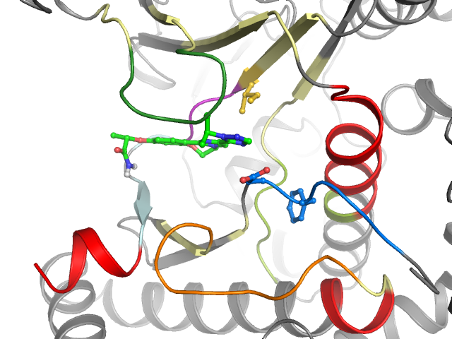 The orthosteric binding pocket