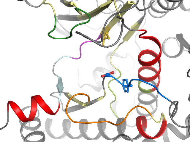 The orthosteric binding pocket