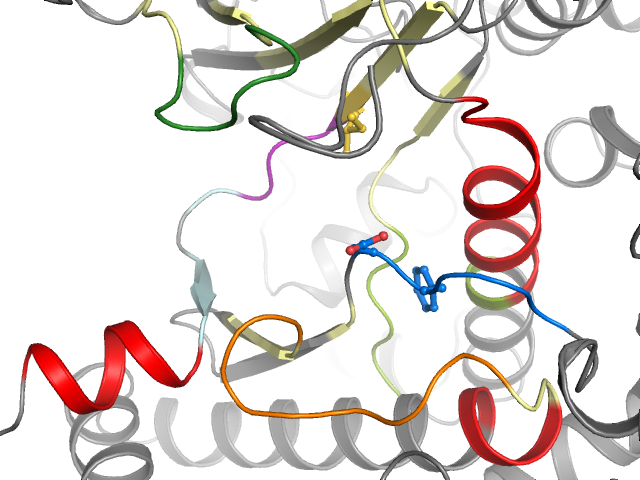 The orthosteric binding pocket