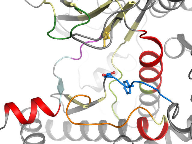 The orthosteric binding pocket