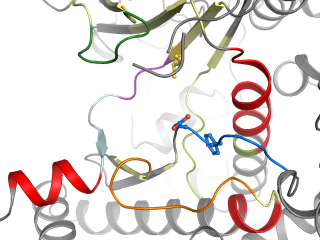 The orthosteric binding pocket