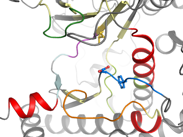 The orthosteric binding pocket