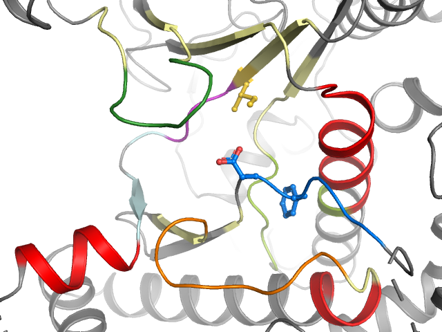 The orthosteric binding pocket