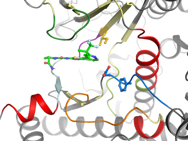 The orthosteric binding pocket