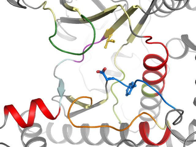 The orthosteric binding pocket