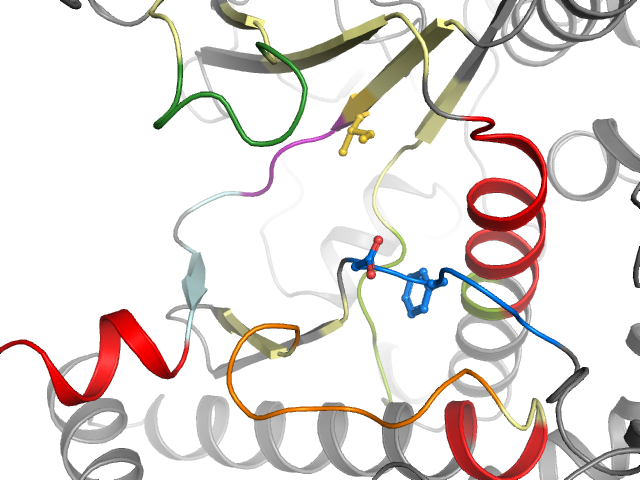 The orthosteric binding pocket