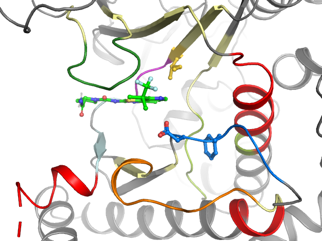 The orthosteric binding pocket