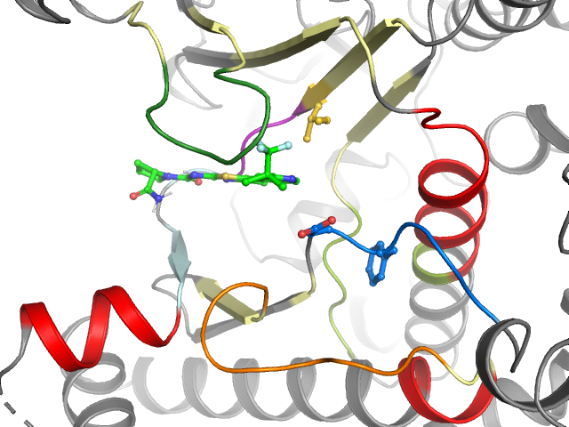 The orthosteric binding pocket