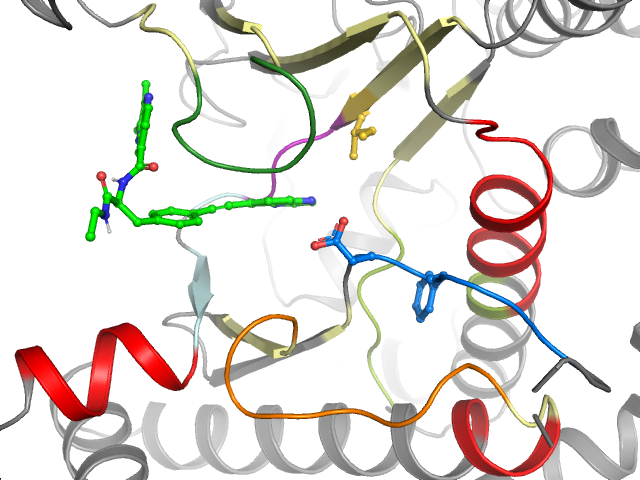 The orthosteric binding pocket