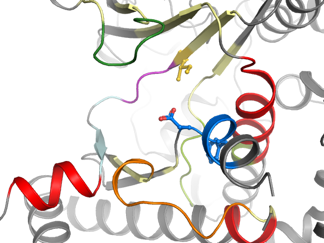 The orthosteric binding pocket
