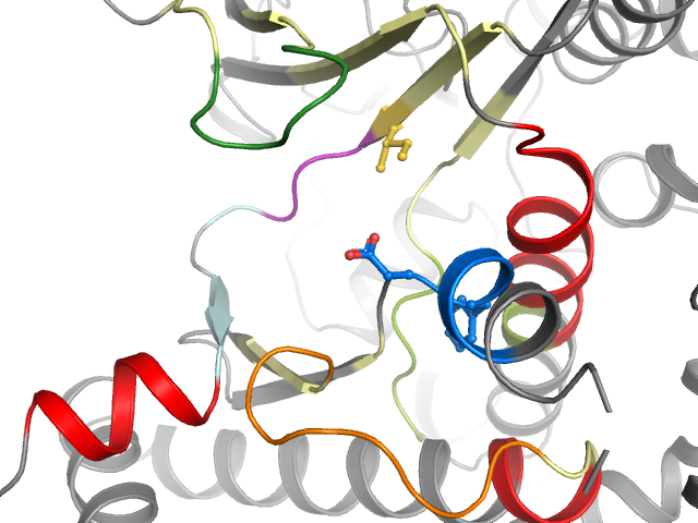 The orthosteric binding pocket