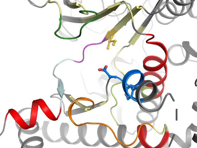 The orthosteric binding pocket