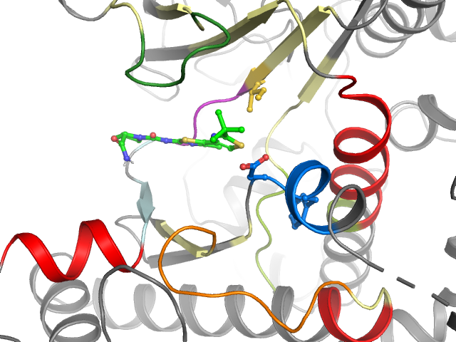The orthosteric binding pocket