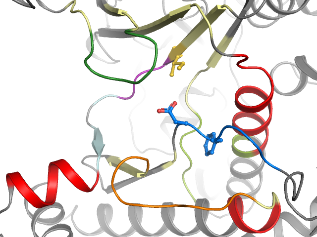 The orthosteric binding pocket