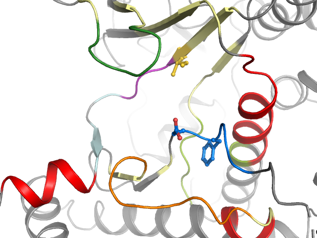 The orthosteric binding pocket