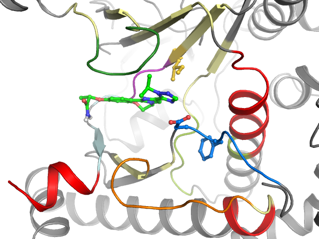 The orthosteric binding pocket