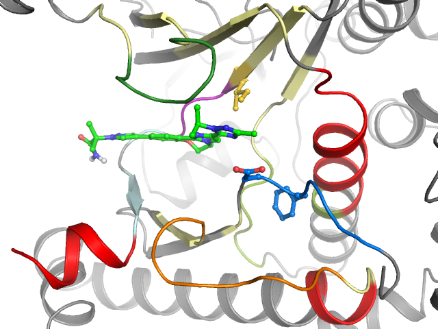 The orthosteric binding pocket
