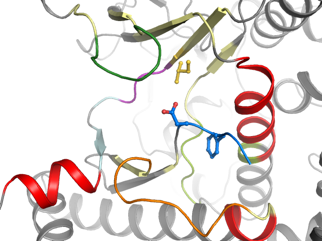 The orthosteric binding pocket