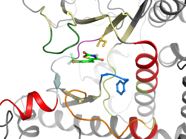 The orthosteric binding pocket
