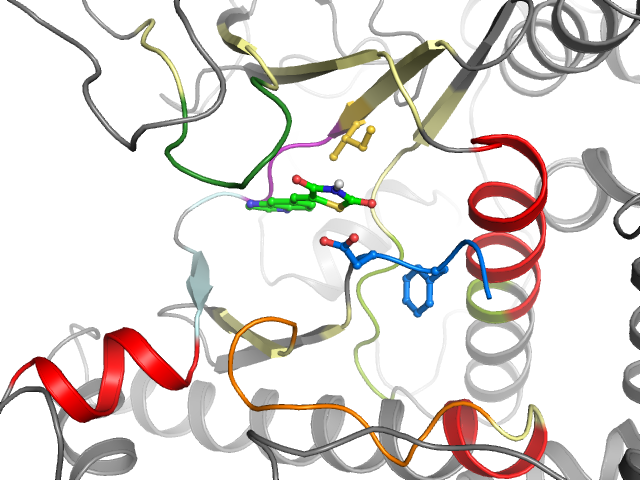 The orthosteric binding pocket