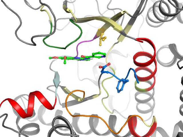 The orthosteric binding pocket