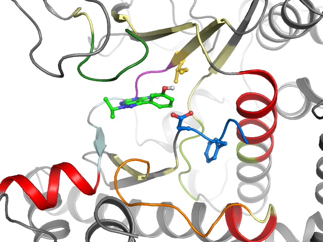 The orthosteric binding pocket