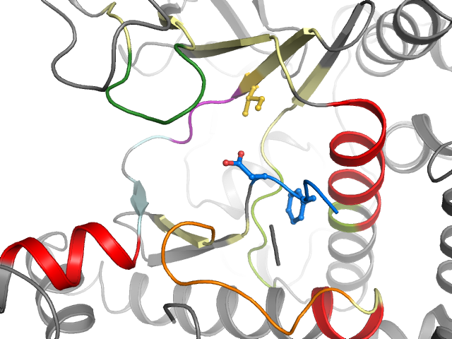 The orthosteric binding pocket