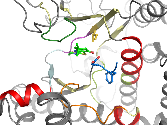 The orthosteric binding pocket