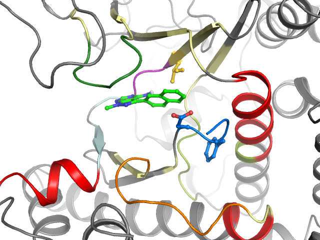The orthosteric binding pocket