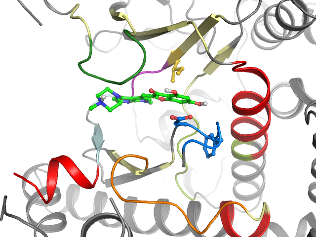 The orthosteric binding pocket