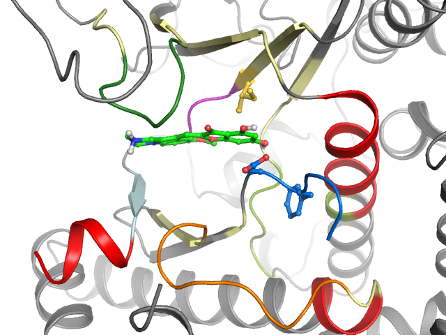 The orthosteric binding pocket