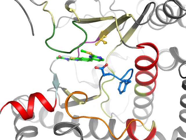 The orthosteric binding pocket