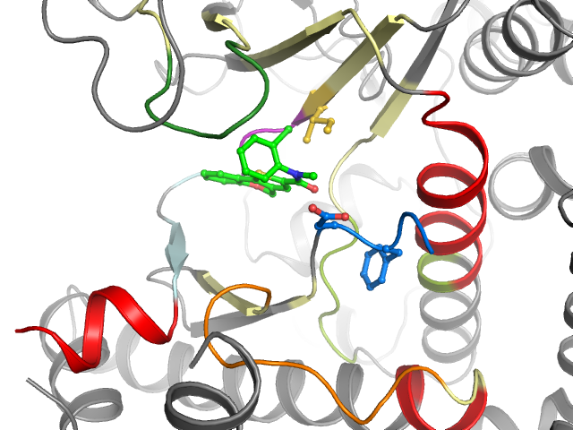 The orthosteric binding pocket