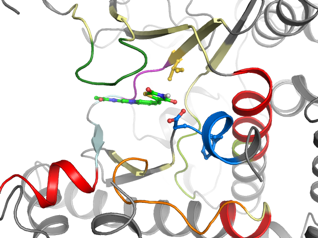 The orthosteric binding pocket